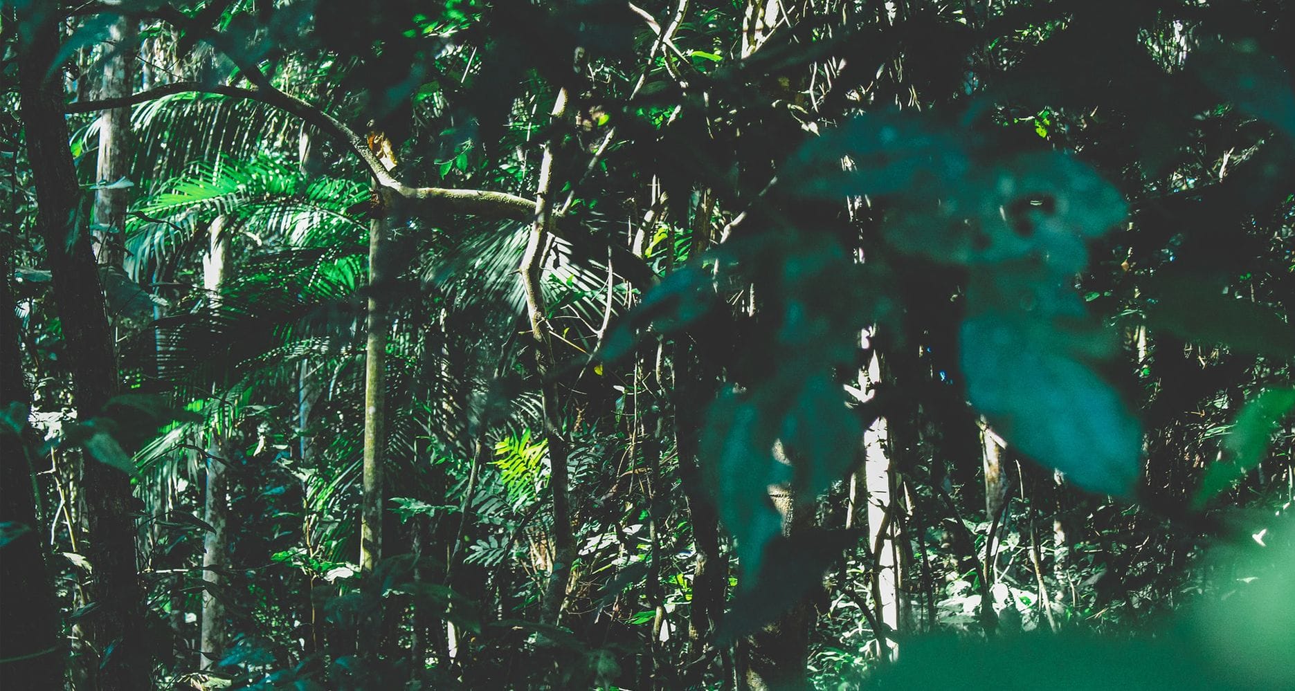 Warum Wir Den Waldschutz In Brasilien Unterstützen - DELIT AG